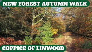NEW FOREST WALK at LONGCROSS PLAIN, COPPICE OF LINWOOD, SALISBURY TRENCH & KING'S GARN GUTTER. (4K)