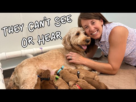 Day In The Life Of A Goldendoodle Puppy  - Week 1