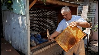 Отбор медовых рамок из улья для получения товарного меда
