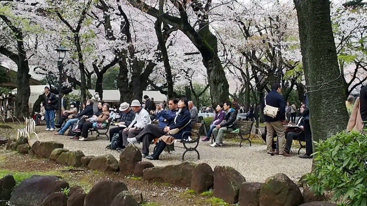 お花見散歩 満開の桜 靖国神社境内 2016 4 3 Ohanami Sakura Japan Youtube お花見散歩 満開の桜 靖国神社境内 2016 4 3 Ohanami Sakura Japan Youtube