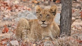 KRUGER PARK : SOLO DAY VISIT - Three Leopards and mating Lions nearby #lions #knp #leopard