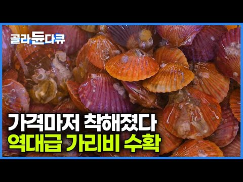 1kg에 6,000원, 작년 대비 절반 수준으로 가격 떨어지니 수요 폭증한 가리비 수확 현장｜극한직업｜#골라듄다큐