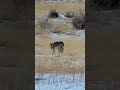 Coyote hunting.