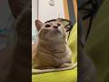 もしもーし #cat #catvideos #ちゃちゃまる #猫 #shorts #cute