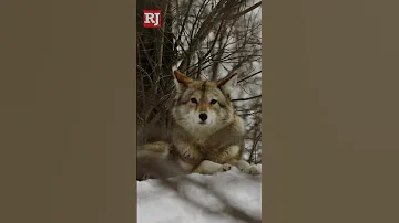 Wolves seen in Northern Nevada, weren’t actually wolves.