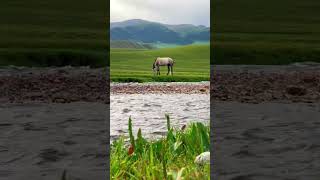 Nature Of Kazakhstan - Horse. Природа Казахстана - Лошадь.
