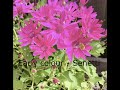 Early spring colour  senetti