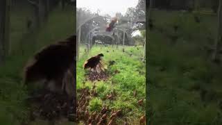 Bob White Quail enjoying the flight pen! We love seeing these guys thrive, hid