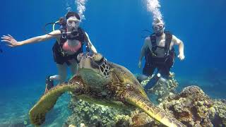 Shark Turtle Dive Mala Wharf | In2Scuba Diving Maui Dive Co.