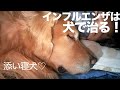 アムロがインフルエンザを治してくれました