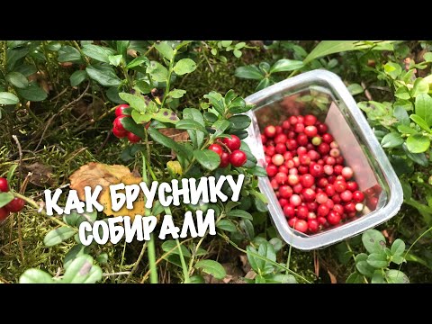 Как и где собирать бруснику? Все очень просто