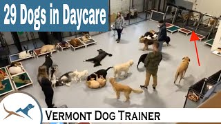 Dog Daycare with 29 Dogs