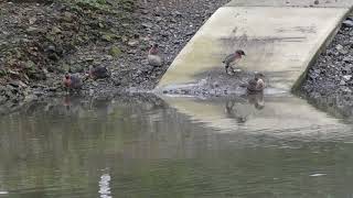 Nz Dabchick Puketutu Is Mangere 120618 1