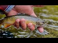 Fliegenfischen am Bergbach in Österreich auf 1600m Höhe | Live-Bisse | Bachforelle & Saibling