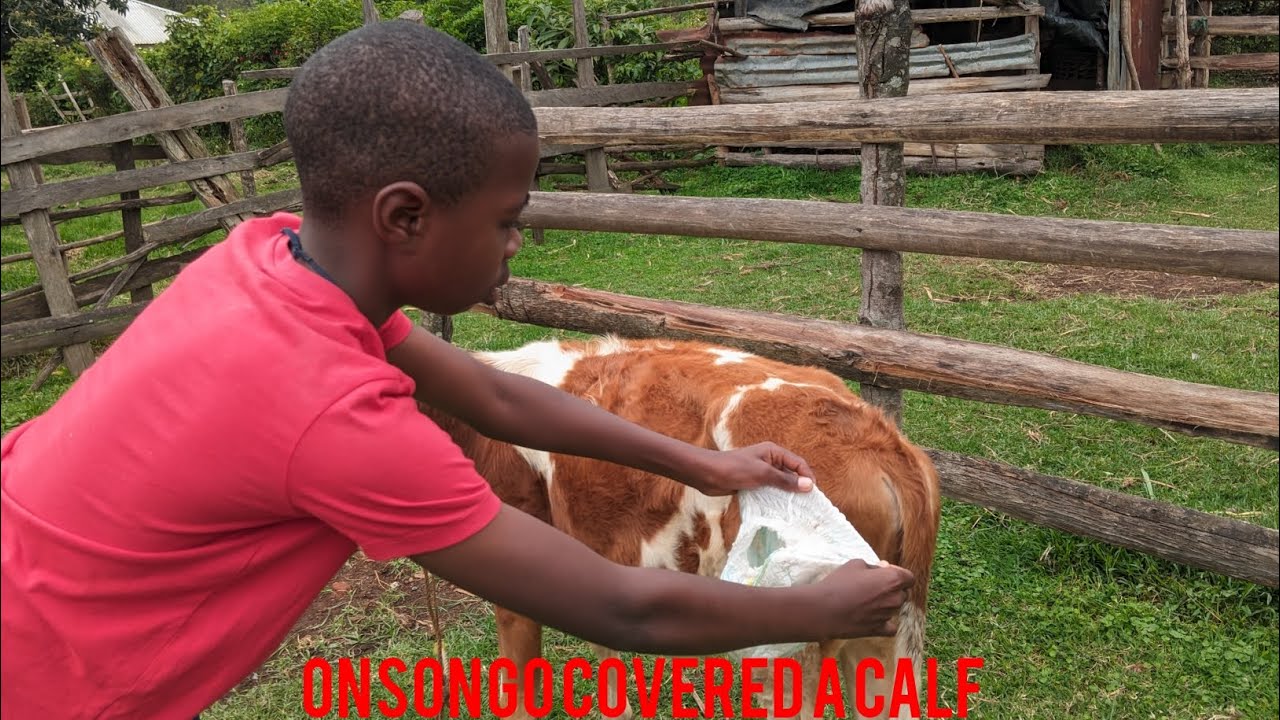 BREAKING NEWS; ONSONGO PUTTING PAMPERS TO A CALF TO AVOID DIRTINESS!!!