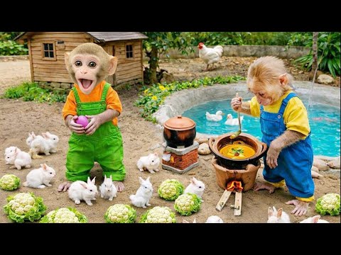 Dad helps baby monkey BimBim harvest cauliflower and cook his favorite boiled vegetable dish
