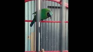 Download Lagu 🫶 Cucak cungko 🫸🫰🫷 MP3