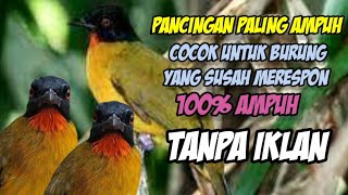 Suara burung Kutilang Emas yang paling cocok untuk memanggil lawan di jamin langsung Respon