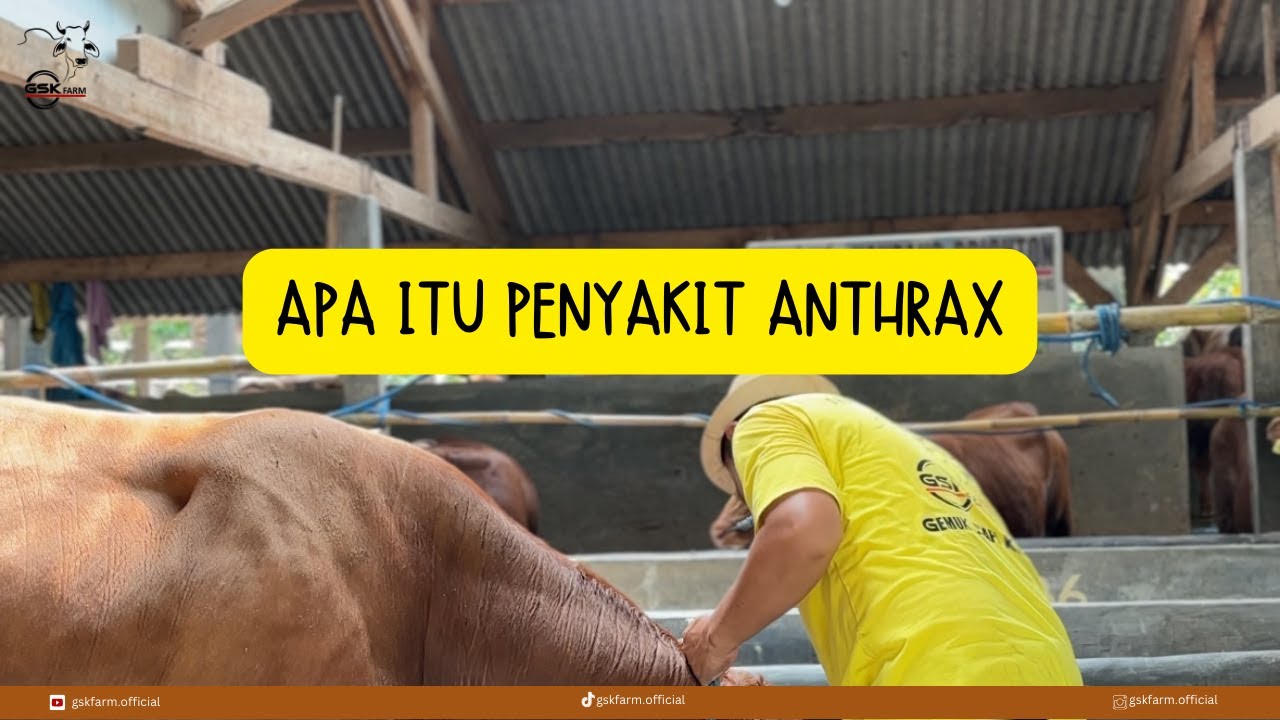 SAPI BISA KENA ANTHRAX SIMAK PENJELASANNYA!!! - YouTube