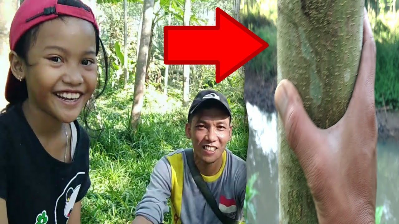 Perawatan pohon sengon atau albasia umur 1 tahun lebih || Pemangkasan ranting yang baik & benar