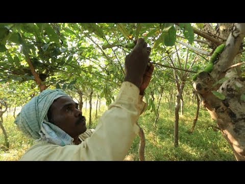 Video: Hoe werkt terugkoop in India?