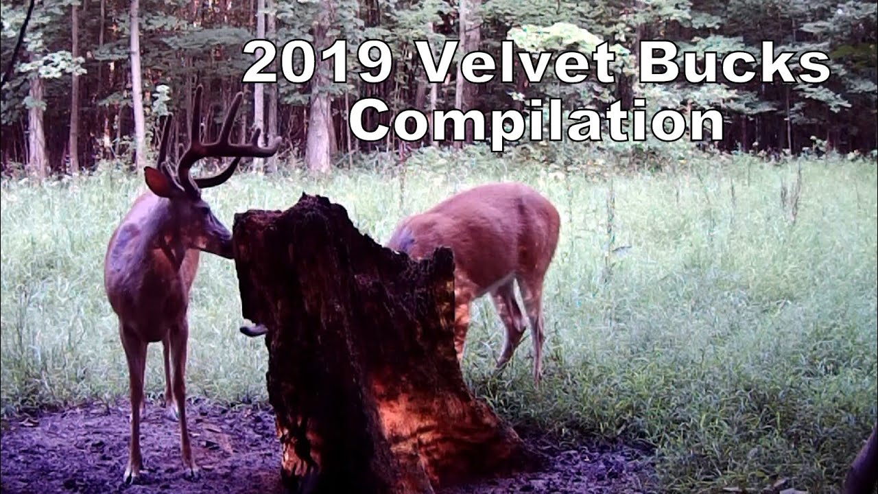 2019 Velvet Bucks Compilation | USA Trail Cams & Browning Trail Cams