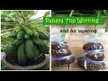 Papaya Topworking  (Plus Air layering with coco peat)