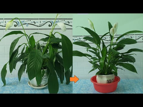 Video: Tại Sao Lá Của Spathiphyllum Lại Chuyển Sang Màu đen? Tại Sao Hoa 