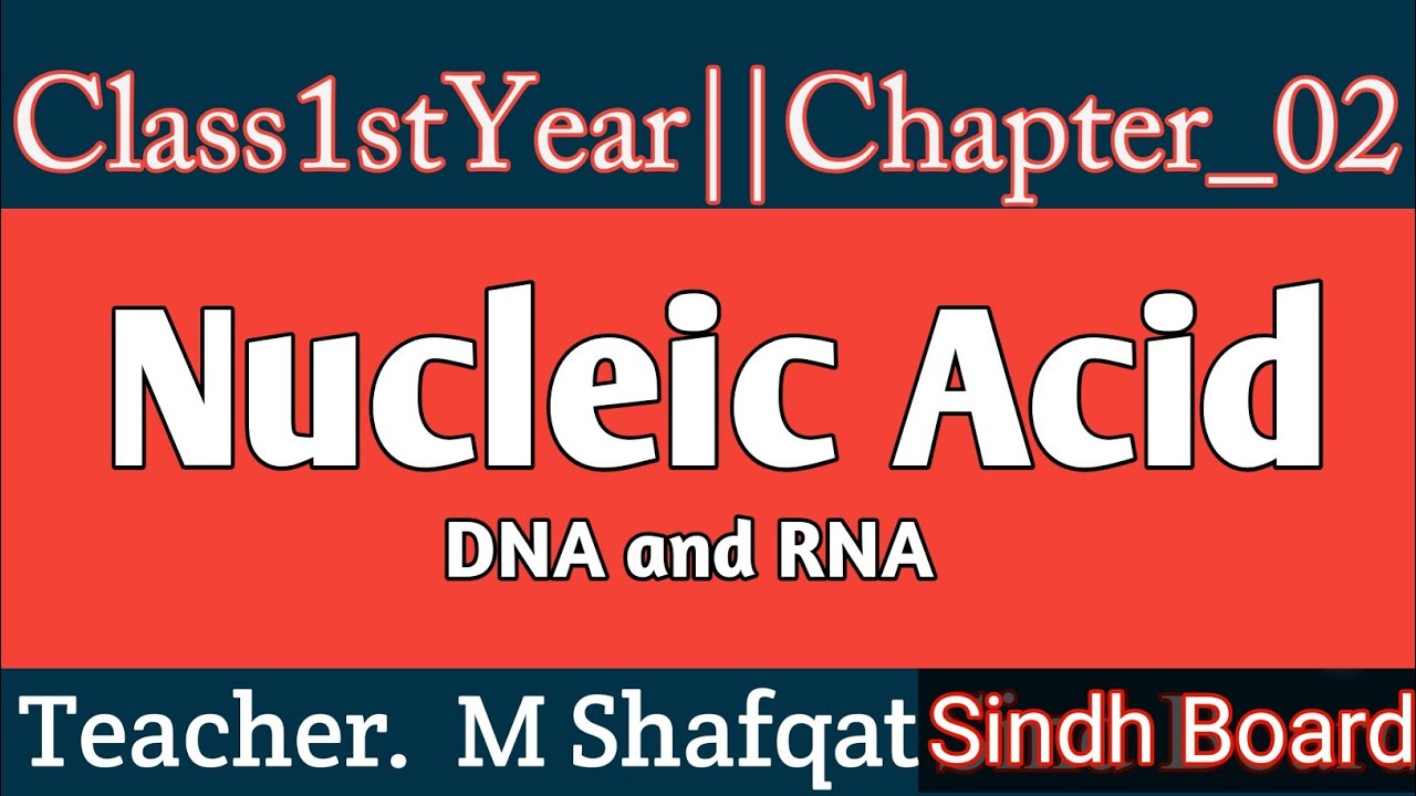  NucleicAcids 1stYear SindhBoard YouTube