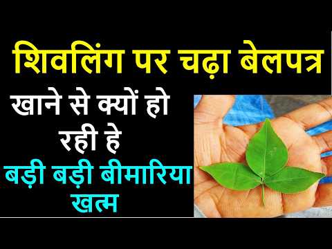 शिवलिंग चढ़ा बेल पत्र खाने के फायदे नियम ! क्या सच में मिलता है लाभ? सावन के upay