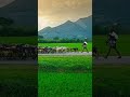 village lifestyle evening