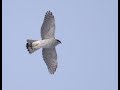 Зимние атаки ястреба-тетеревятника/Attacks of goshawk on my pigeons