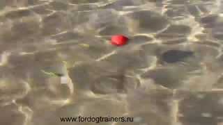 мяч литой плавающий для собак - TT13