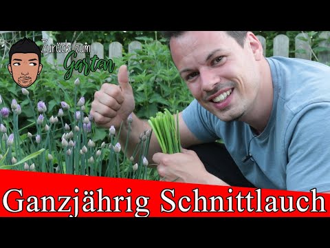 Video: Schnittlauch ernten und lagern - wann und wie man Schnittlauch erntet