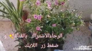 اسهل مكدوس هو مكدوس الفاصولياء جرب هل وصفة الشهية ?