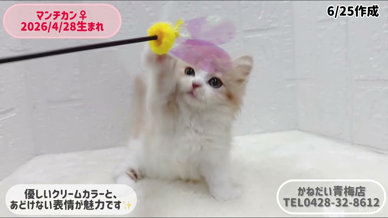 マンチカン 2026/4/28 ♀ - YouTube