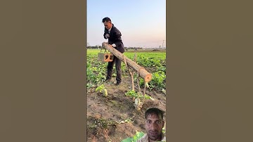 A clever way to pull out radishes