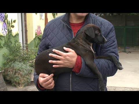 Videó: Hogyan Lehet Pelenkázni A Kutyáját