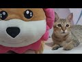 Salwa Theez sedang live sekarang! Ngobrol santai yuk bestie
