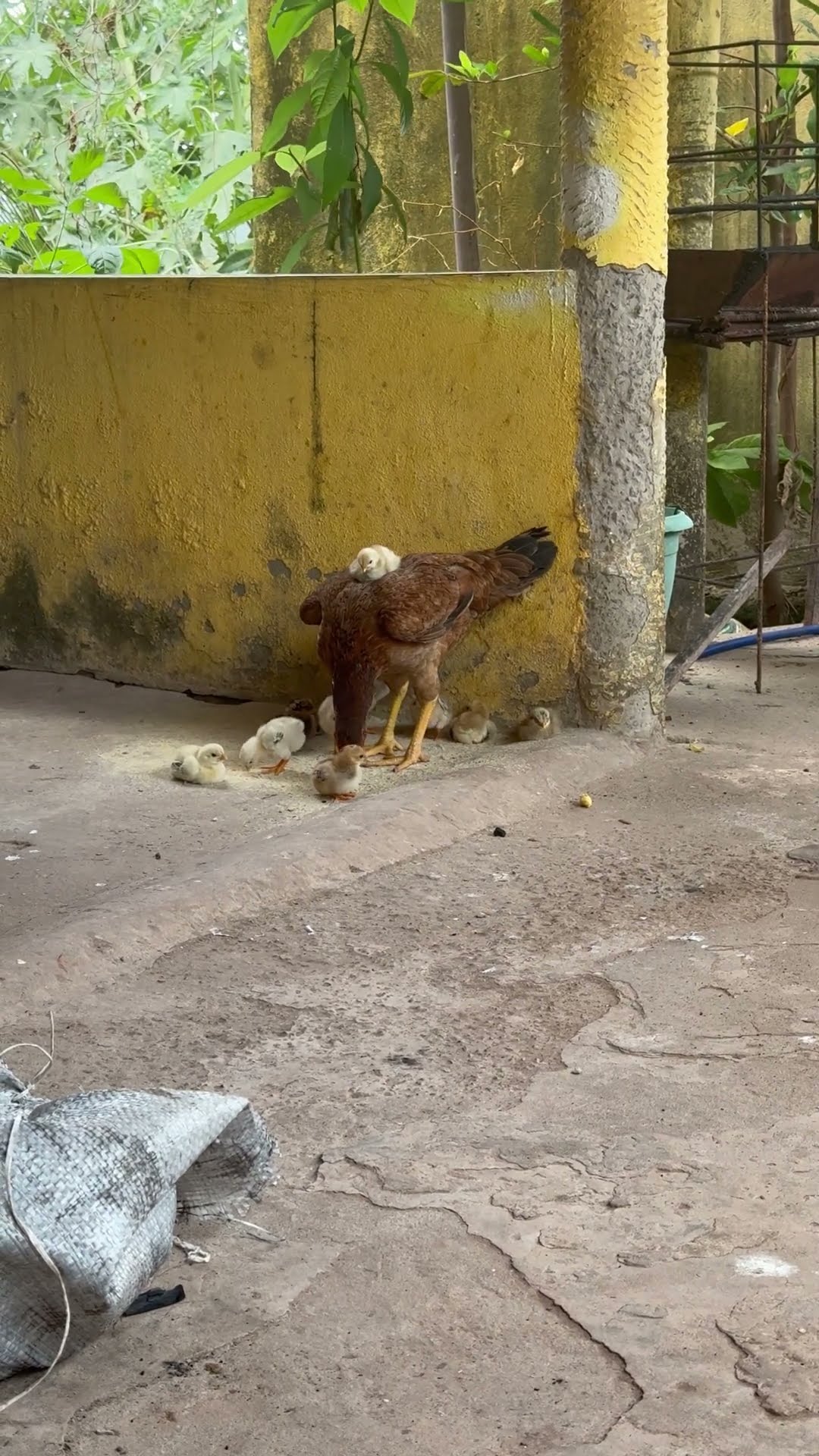 Chick Rides On Parent's Back || ViralHog