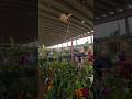 orquídeas