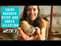 How to Take Care of Baby Chicks AT HOME- Chick Brooder & Breed Selection (Week 1 Raising Chicks)