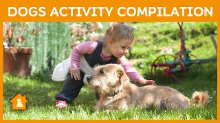 Dogs 🐕 Activity Compilation 2023 | Dog Compilation 101 Clips | Pets Guideline by Pets Guideline 46 views 1 year ago 14 minutes, 59 seconds