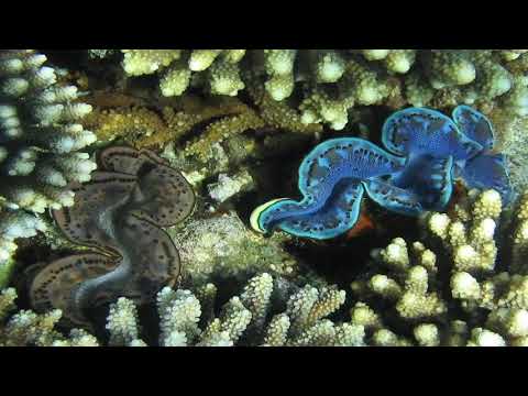 معلومات هامة جدا عن بطلينوس العملاق الازرق