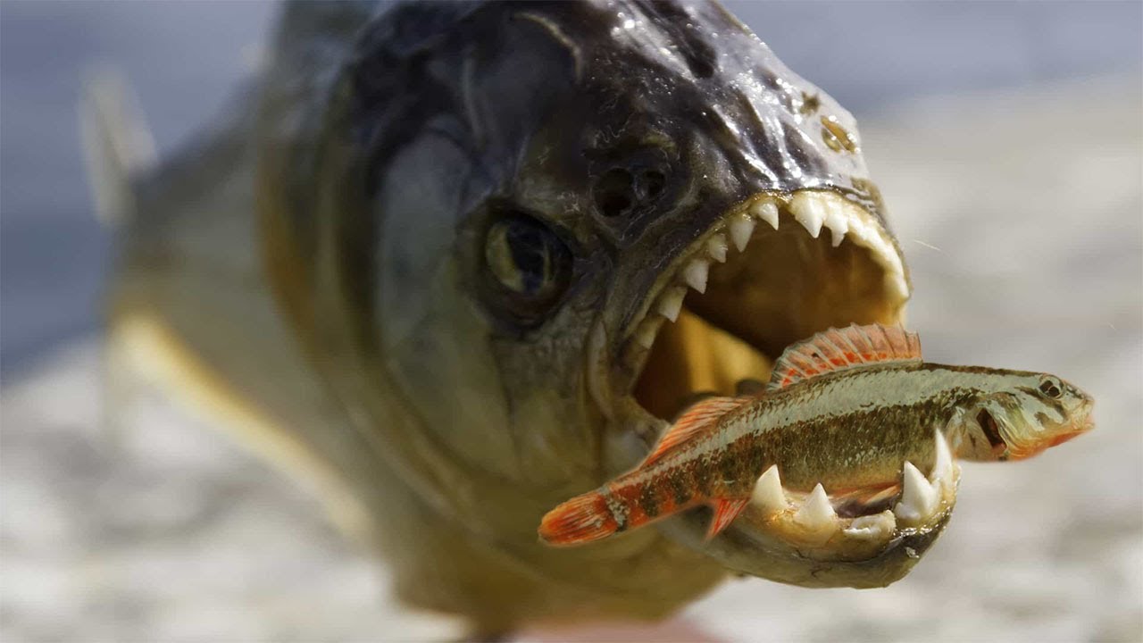  Piranhas  Killers of the Amazon  river  YouTube