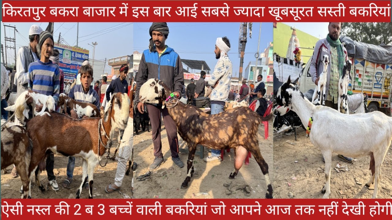 UP किरतपुर बकरा बाजार में इस बार आई सबसे ज्यादा खूबसूरत वह अच्छी नस्ल की बकरियां || RED FISH NEWS