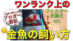 金魚と遊ぶ Com Youtube 金魚と遊ぶ Com Youtube