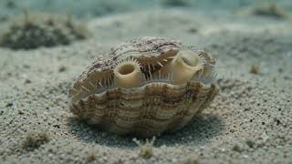 🌊 Tiny Shells, BIG Survival Tricks! 🐚