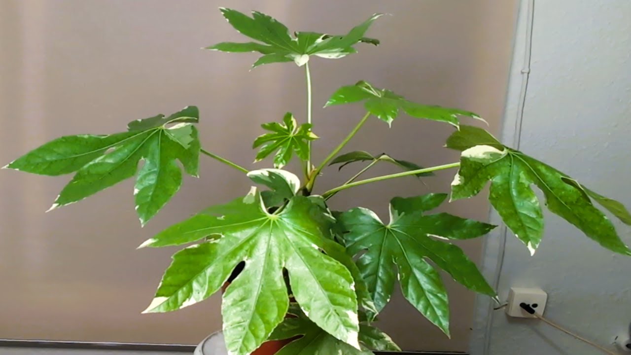 🙋😍ARALIA O FATSIA JAPONICA VARIEGATA Y SUS CUIDADOS