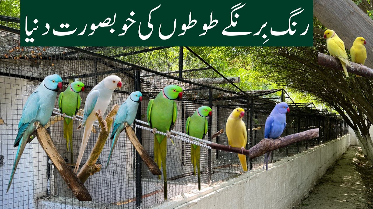 Green Ringneck,Yellow Ringneck Parrot,Blue Ringneck Parrot,White Ringneck Parrot & Blue Ringneck 